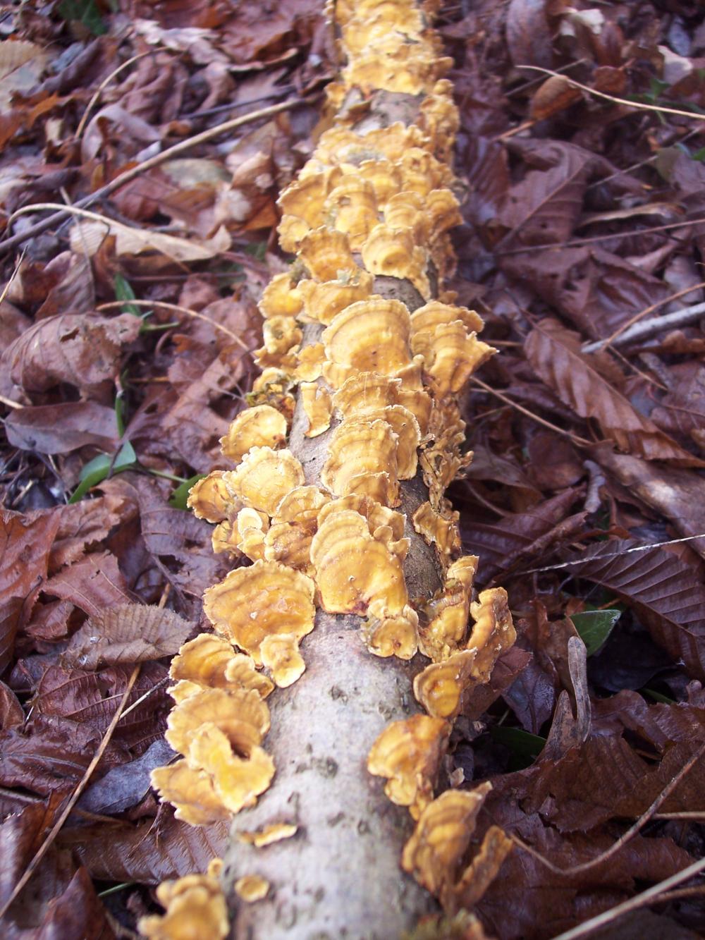 ritrovamenti invernali nel parco ticino